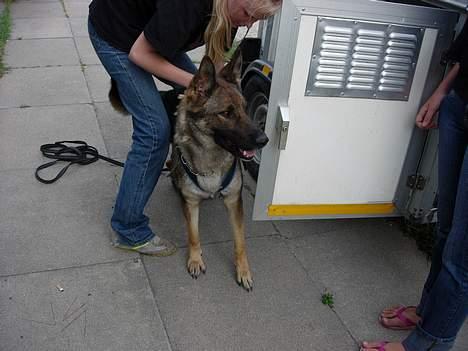 Schæferhund Hajen's Penny *Død* billede 13