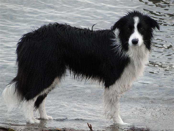 Border collie Ronja - Smuk er hun nu virkelig! billede 19