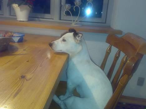 Jack russell terrier Theills Tikki - Tikki´s ynglingsplads! billede 8