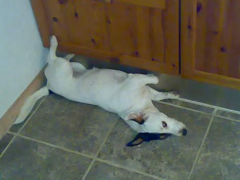 Jack russell terrier Theills Tikki - Skønt med en lur op ad væggen billede 9