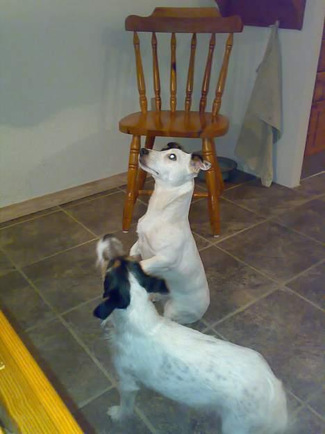 Jack russell terrier Theills Tikki - os mig os mig! billede 10