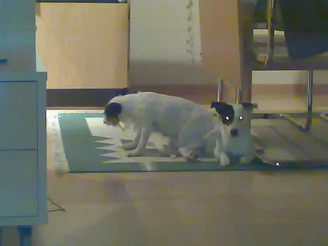 Jack russell terrier Theills Tikki - Bedste venner så Pepino må godt sidde på Tikki og spise sit tyggeben billede 11