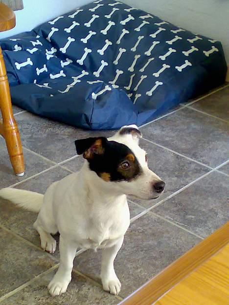 Jack russell terrier Theills Tikki - Mors lille solstråle billede 12