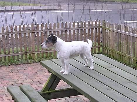Jack russell terrier Theills Tikki billede 13