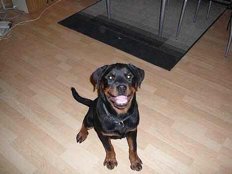 Rottweiler Dikadiabolos Ukita R.I.P - Jeg er bare så glad for at få taget billeder billede 1