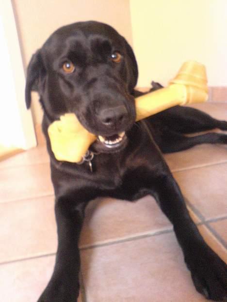 Labrador retriever flora<3 billede 13