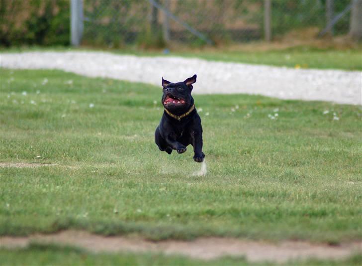 Staffordshire bull terrier Solo billede 7