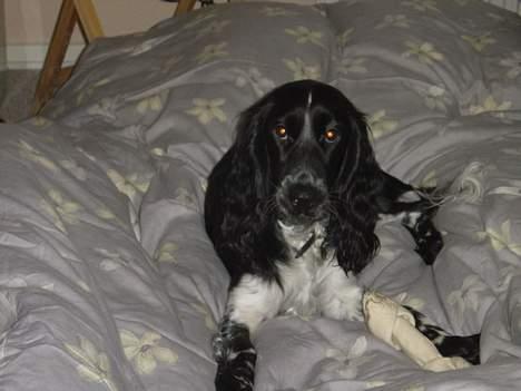 Cocker spaniel Freya - Der er ikke noget bedre en at slappe af på mor og fars seng billede 16