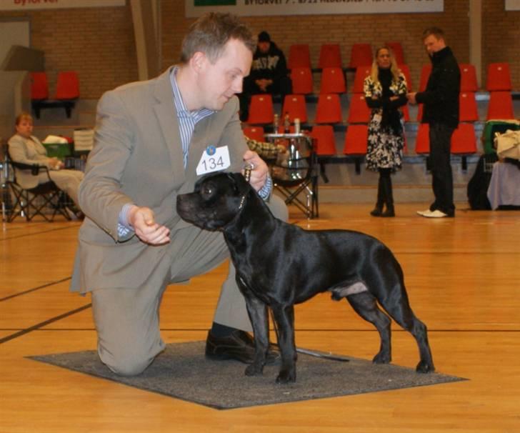 Staffordshire bull terrier Solo billede 8