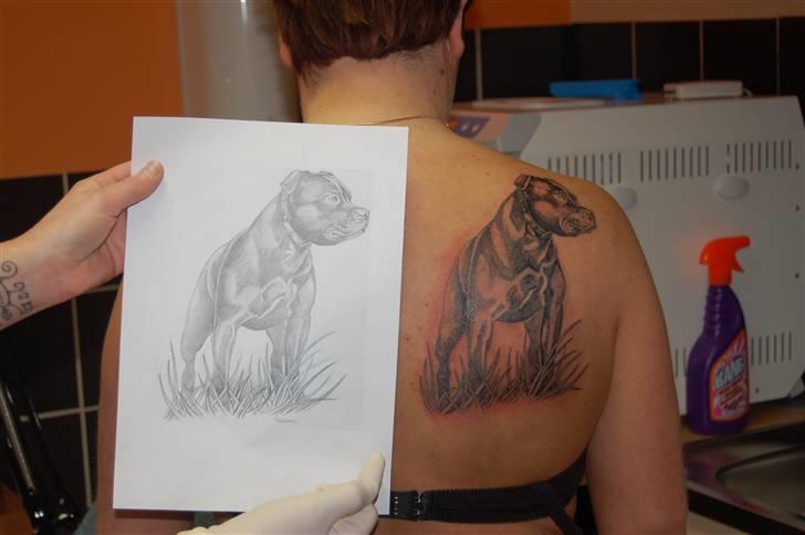 Staffordshire bull terrier Solo billede 9