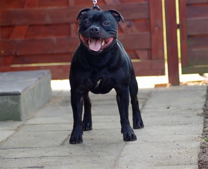 Staffordshire bull terrier Solo billede 10