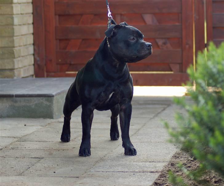 Staffordshire bull terrier Solo billede 11
