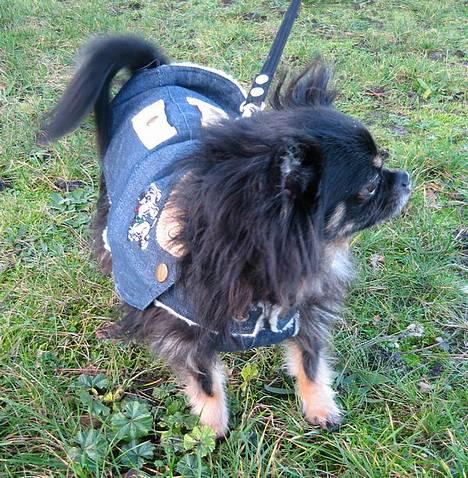 Chihuahua Pjuske   - På laaaang tur nytårsaftensdag. billede 18