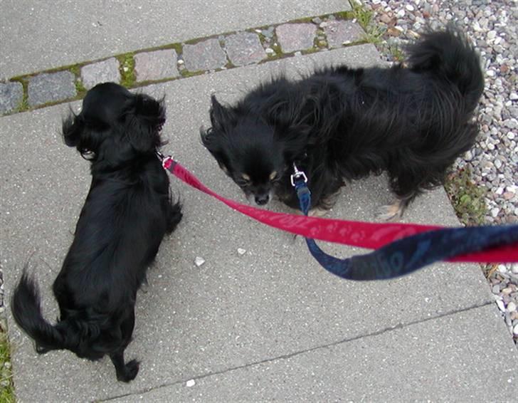 Chihuahua Pjuske   - Her er Bente og jeg ude og gå tur med min....øhhh vores moaaaaar :-) billede 19