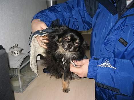 Chihuahua Pjuske   - Får lige min nye dejlige frakke på - jeg havde en anden, men den kunne jeg bare ikke lide, så måtte moar jo købe en ny til mig...hehe, nem, at snøre ;-)       billede 20