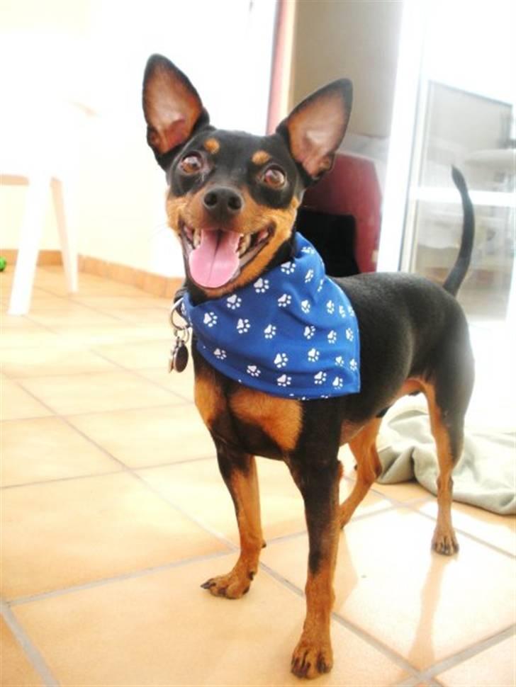 Dvaergpinscher King  † R.I.P - Hej Jeg hedder King, velkommen til min profil :) ( 2009) billede 2