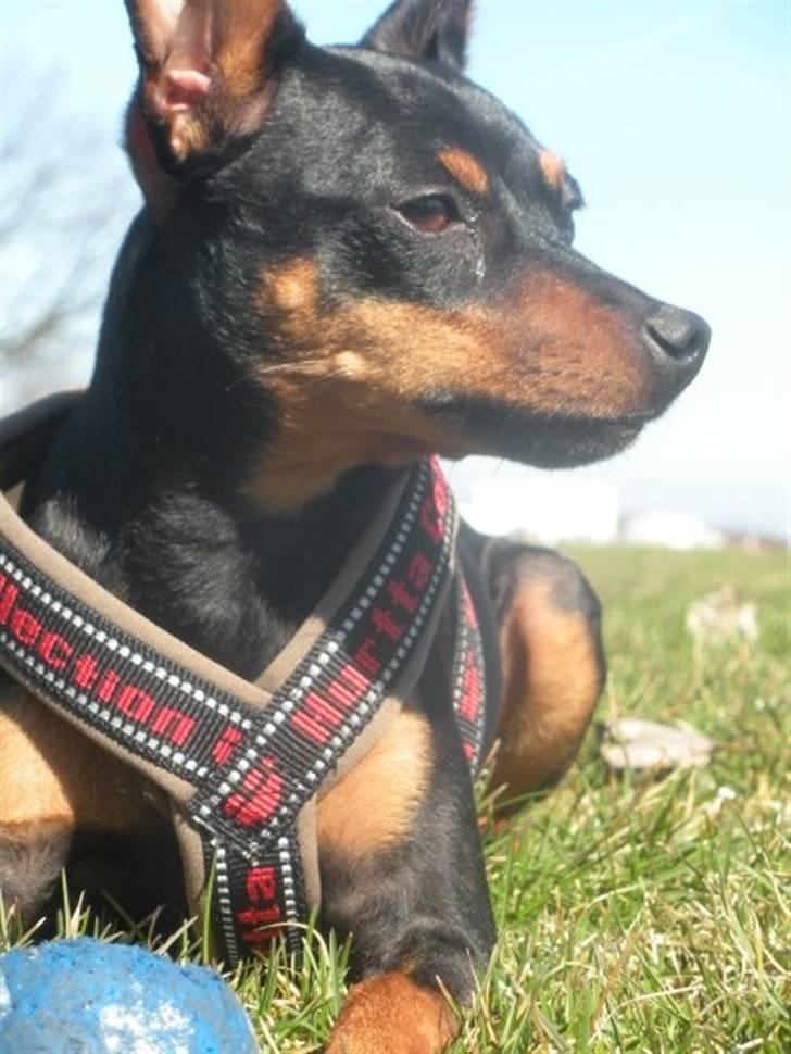 Dvaergpinscher King  † R.I.P -  2009) billede 4