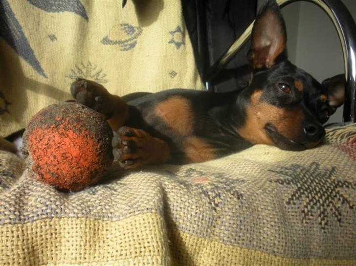 Dvaergpinscher King  † R.I.P - Træææt hund billede 5