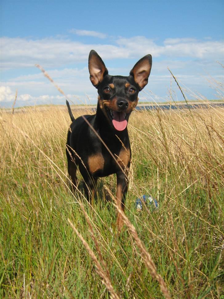 Dvaergpinscher King  † R.I.P - Jeg er en glad hund :) ( 2008) billede 6