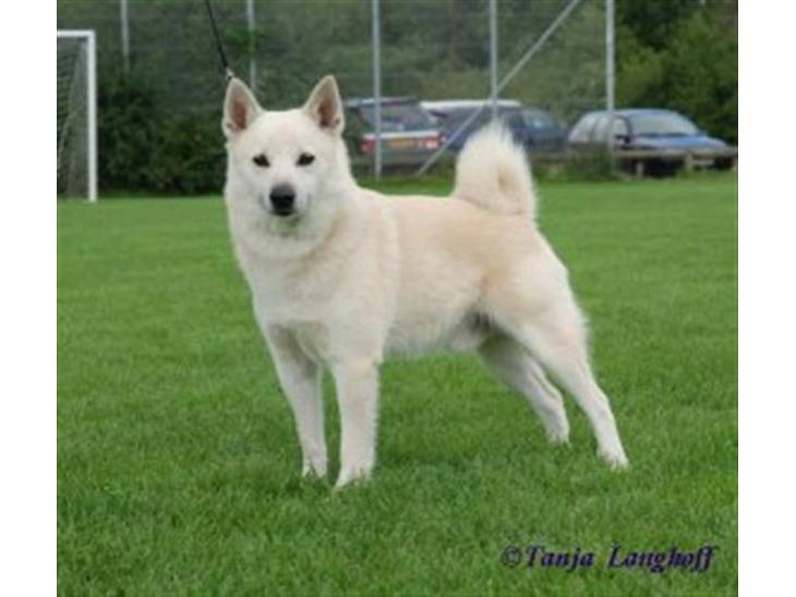 {{currentPhoto.altText}} billede {{currentPhoto.number}}