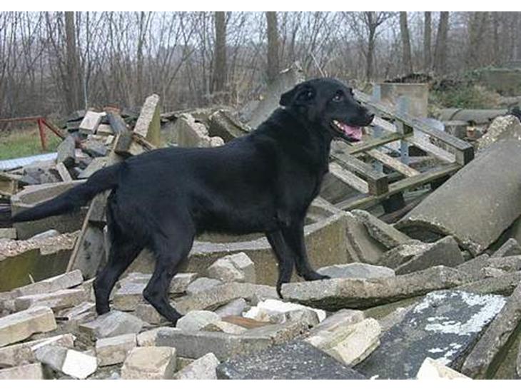 Labrador retriever Silas * R.I.P. * - Er han ikk´ Dejlig ? <3 billede 1