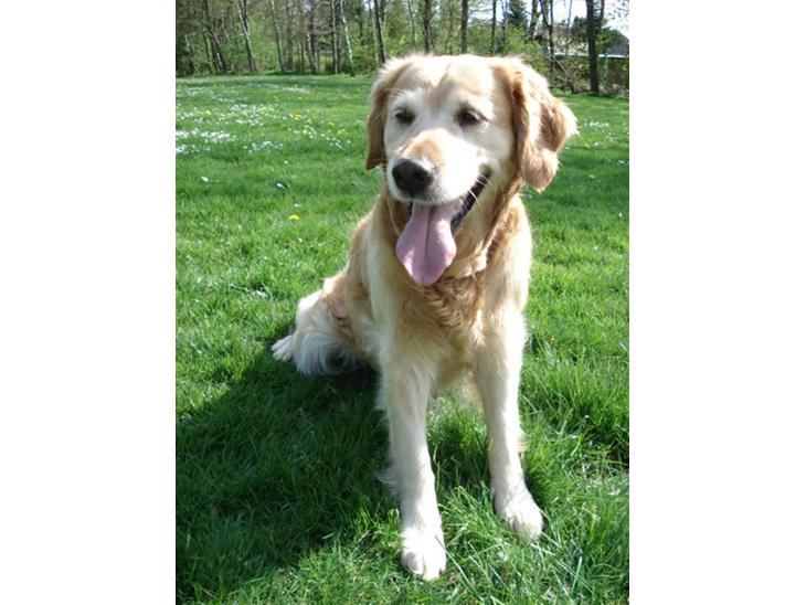 Golden retriever Sascha - ok, så sidder jeg stille til du er færdig med den tingest. billede 1