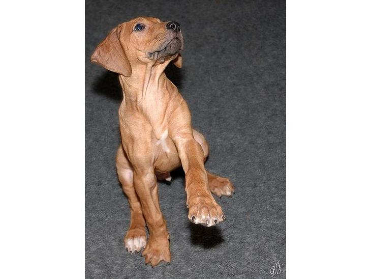 Rhodesian ridgeback ozzy billede 1