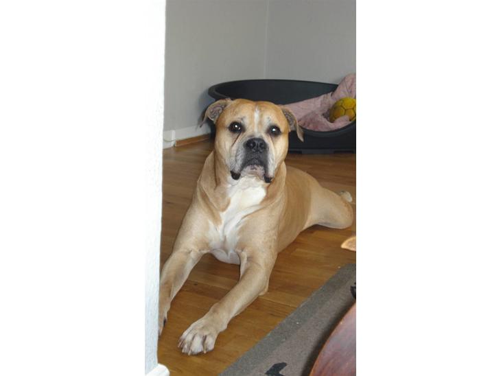 Blanding af racer dingo *lever ikke mere* - jep... that´s me.... velcome.....please take a loke around....! billede 1