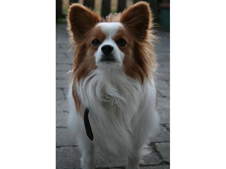 Papillon Jojo - Tjek lige sommerfugle mønsteret! :-)  billede 1