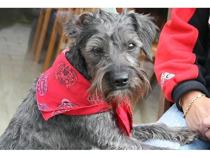 {{currentPhoto.altText}} billede {{currentPhoto.number}}