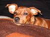 Dvaergpinscher Suzzie -R.I.P