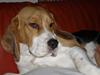 Beagle Anders
