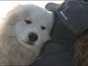 Samojedhund Tahoe