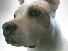 Amerikansk staffordshire terrier Two-Face [ Himmelhund]