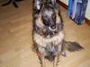 Belgisk hyrdehund Centa - R.I.P.