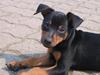 Dvaergpinscher Armani