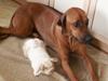 Rhodesian ridgeback Monomotabas Ruby Cabernet