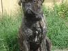 Bullmastiff Buller (DØD)7mdr 2012 [ Himmelhund]