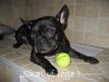 Fransk bulldog Charlie *aflivet*