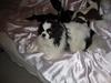 Tibetansk spaniel Zepo - Raceren