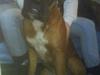 Boxer Freja