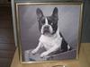 Fransk bulldog Carlo
