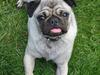 Mops Samson