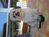 Shih tzu Trunte