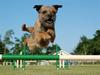 Border terrier Echo [Tidl. hund]