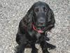 Cocker spaniel Frida