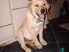 Labrador retriever Tjalfe