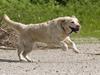 Blanding af racer Tilde [ Himmelhund]