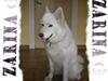 Samojedhund Zarina