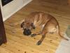 Bullmastiff Holger R.I.P. [ Himmelhund]